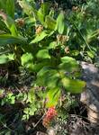Plant name: False Solomon's Seal Maianthemum racemosum 